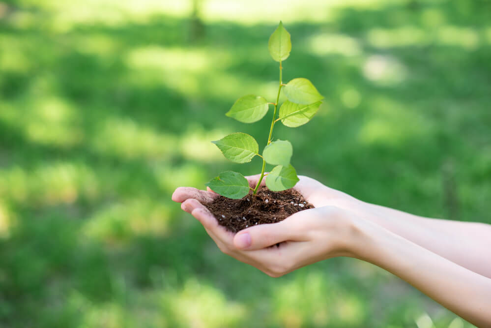 Hands holding small plant in soil outdoors.