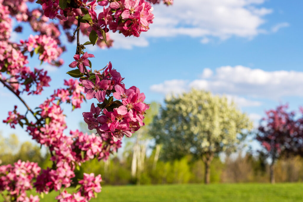 Pink blossoms on tree with blue sky background.
