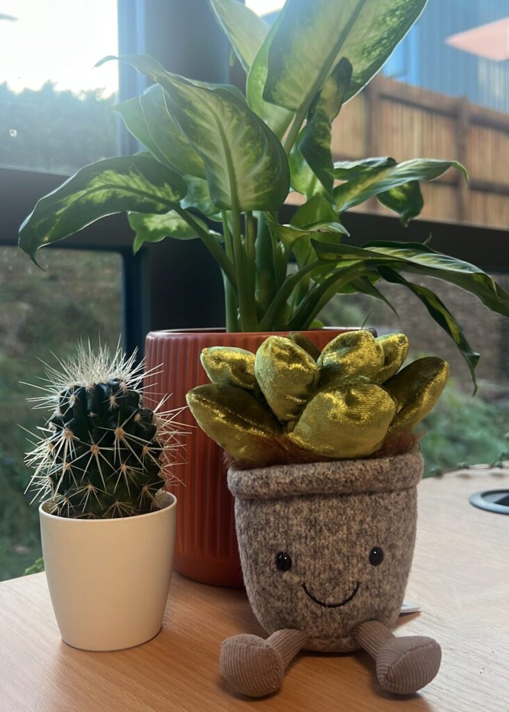 Cactus and potted plants on wooden table by window.